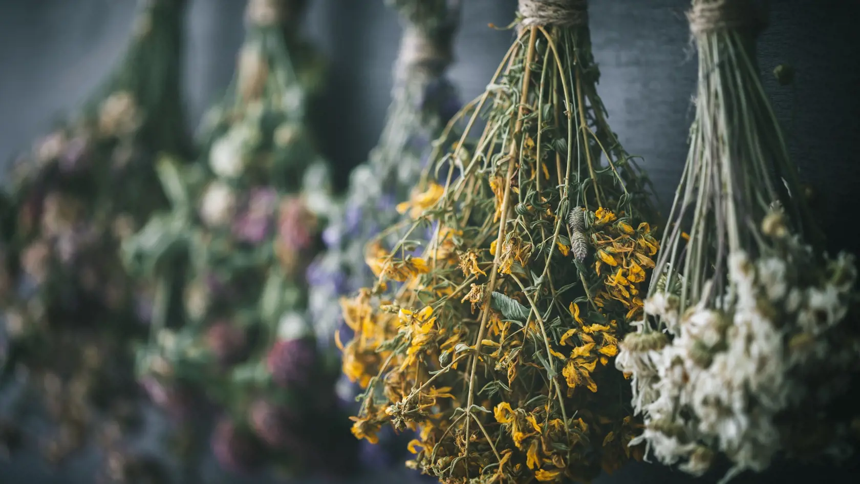 Hanging,Bunches,Of,Medicinal,Herbs,And,Flowers,,Focus,On,Hypericum