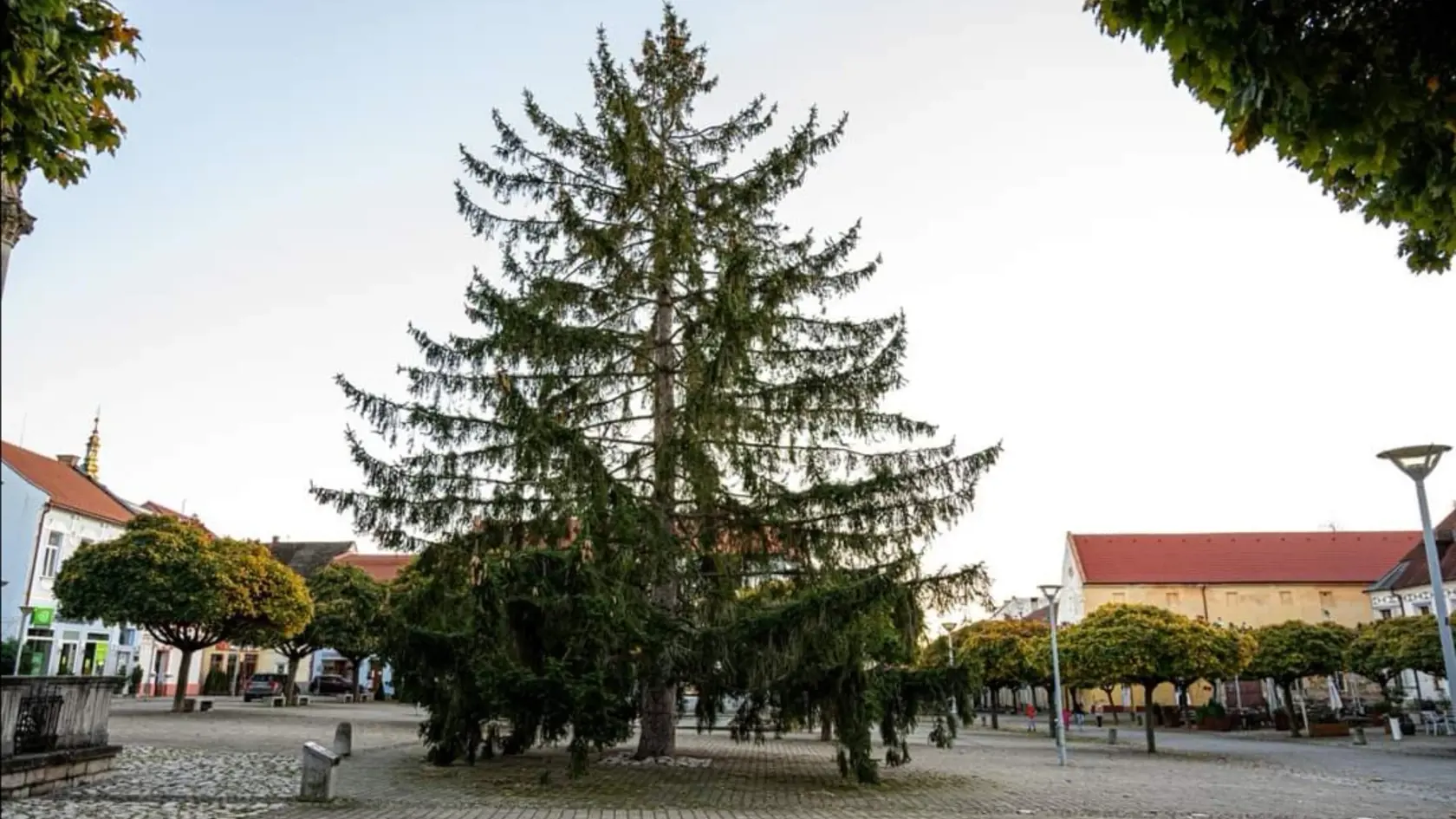 Mesto sa preto rozhodlo, stromček zatiaľ nechať rásť na námestí aj ďalej.
