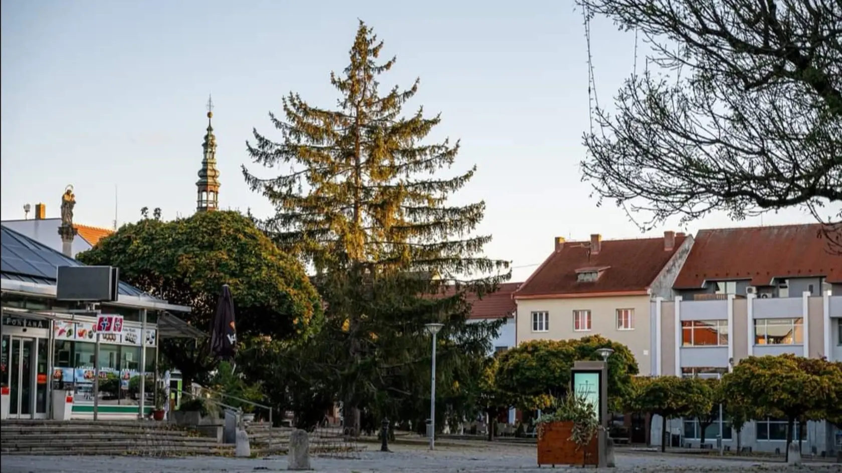 Smrek už má svoje odžité a hrozilo, že ho tesne pred Vianocami budú musieť vyrúbať.