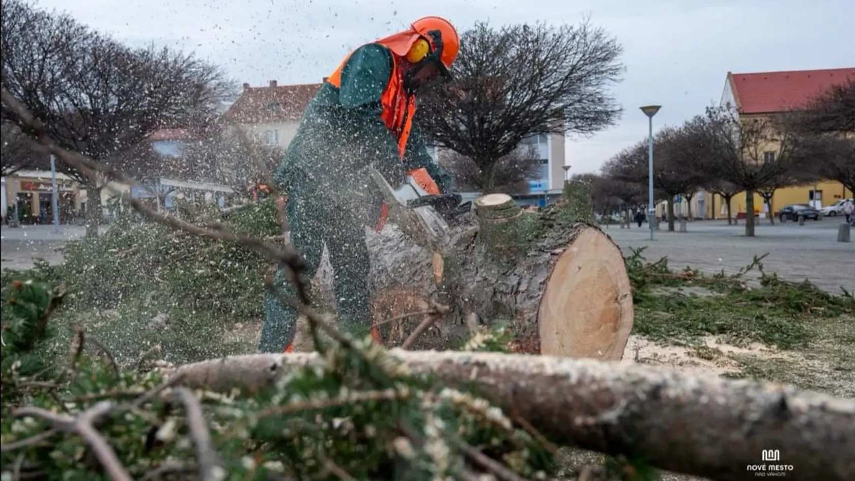 Strom pilčíci zrezali.