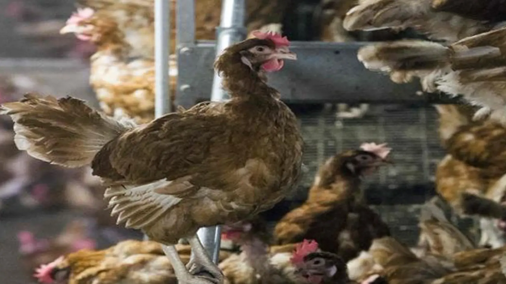 Vtáčia chrípka sa objavila už aj na strednom Slovensku, konkrétne v Banskej Bystrici. Samospráva upozorňuje, aby chovatelia registrovali svoje chovy hydiny a vtákov.