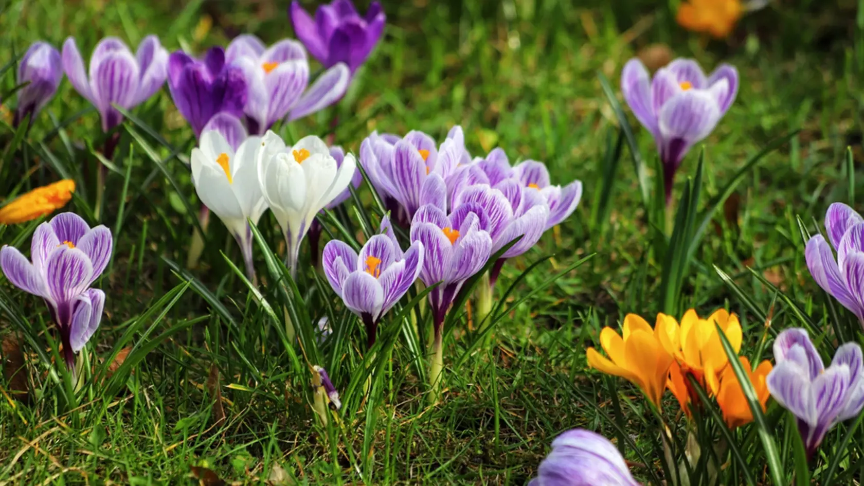 Spring crocus, Violet Giant Dutch, crocus Crocus vernus.