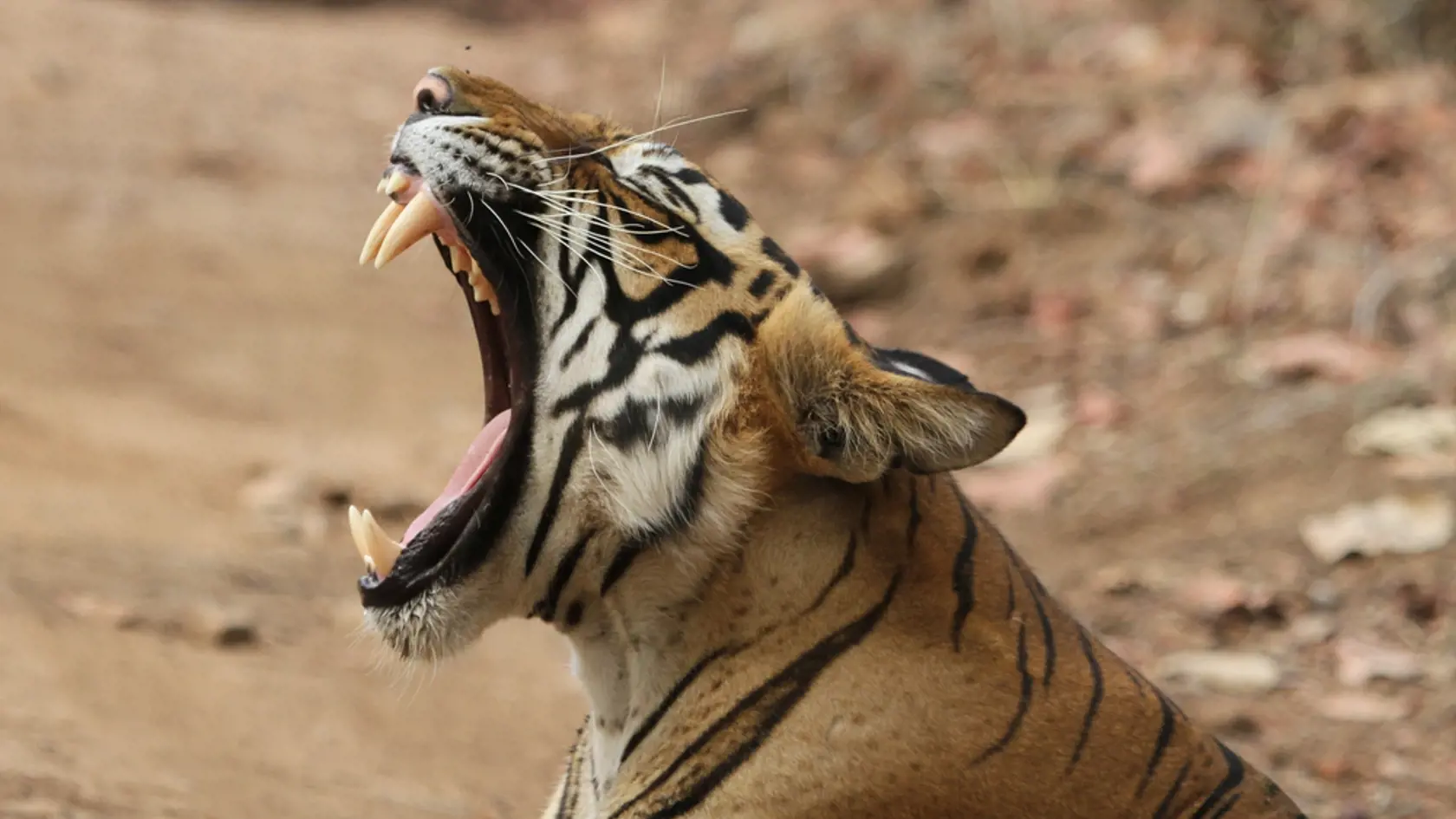 Tiger bengálsky (Ilustračné foto)