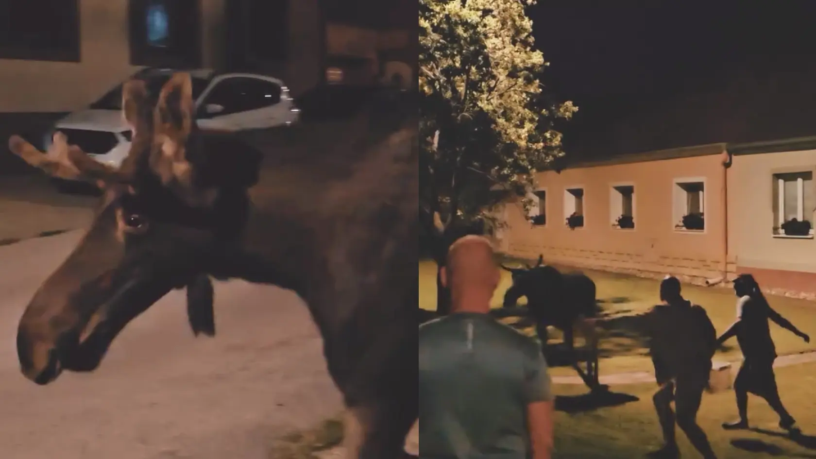 Los Emil prekročil hranice a dorazil na Slovensko, objavil sa v meste Skalica.