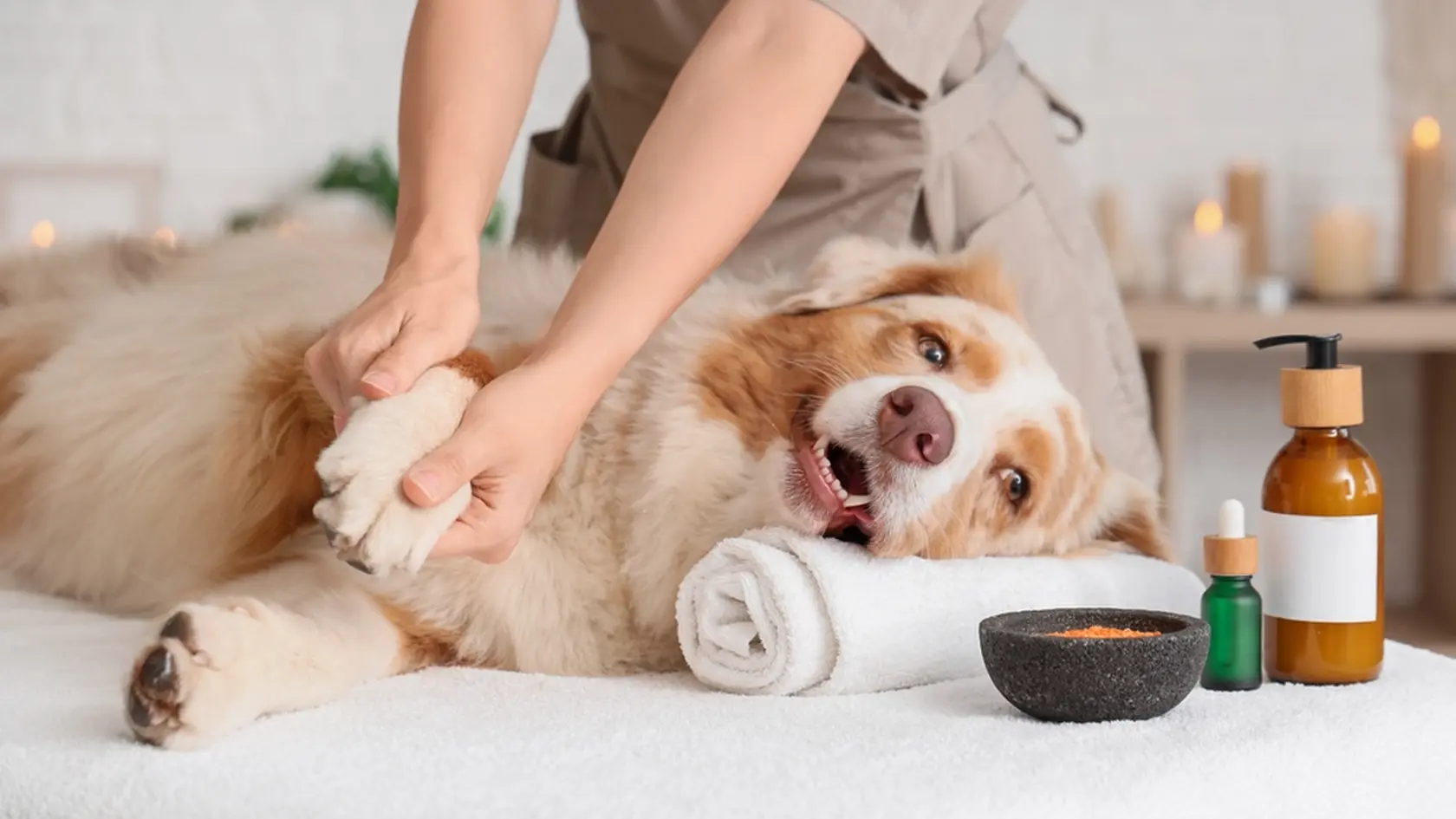 Cute Australian Shepherd dog with cosmetic products having massage on couch in spa salon