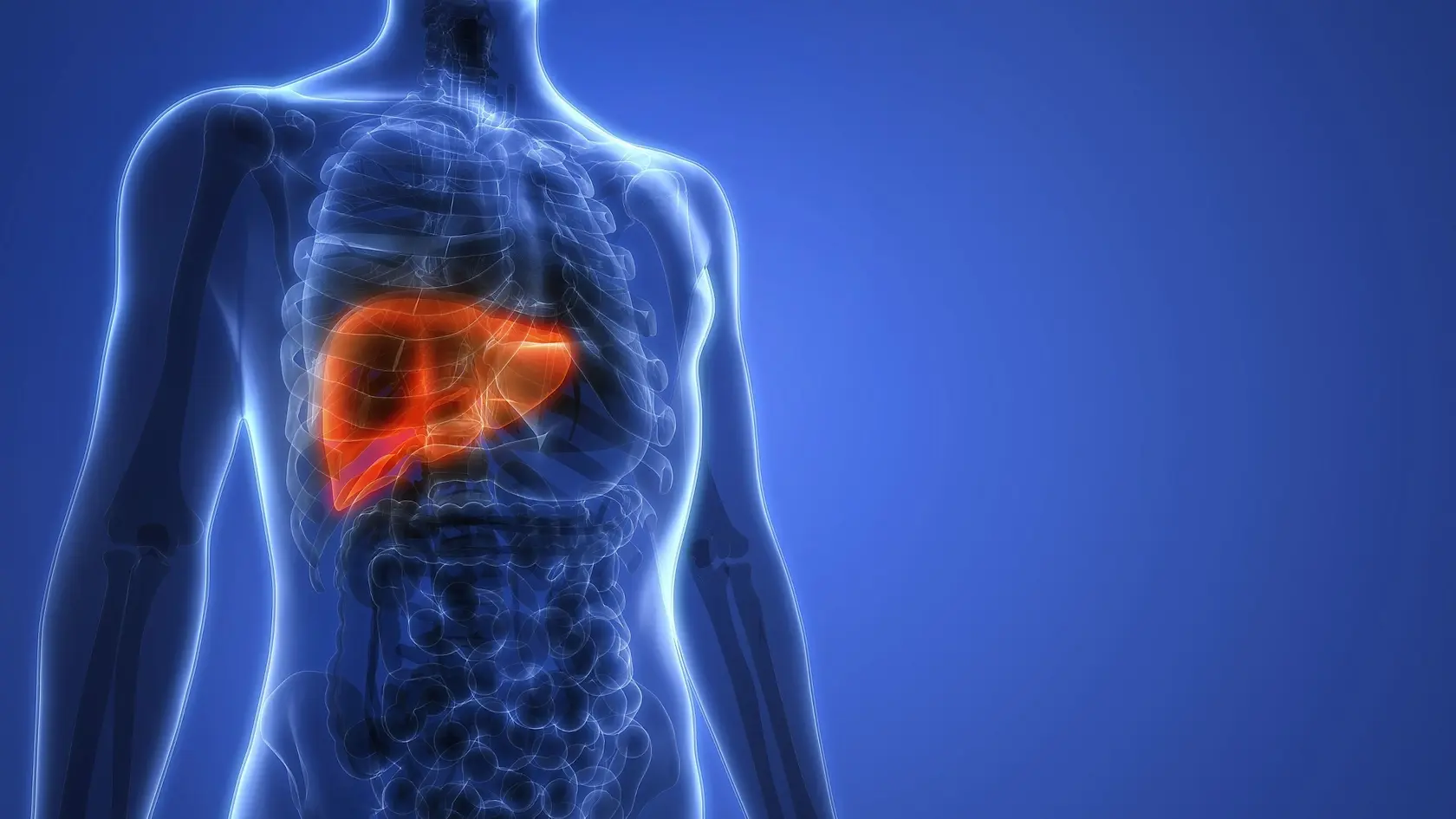 Pečeň patrí k najdôležitejším orgánom a jej funkciou je, že detoxikuje telo od zvyškov liekov, alkoholu a iných toxínov.