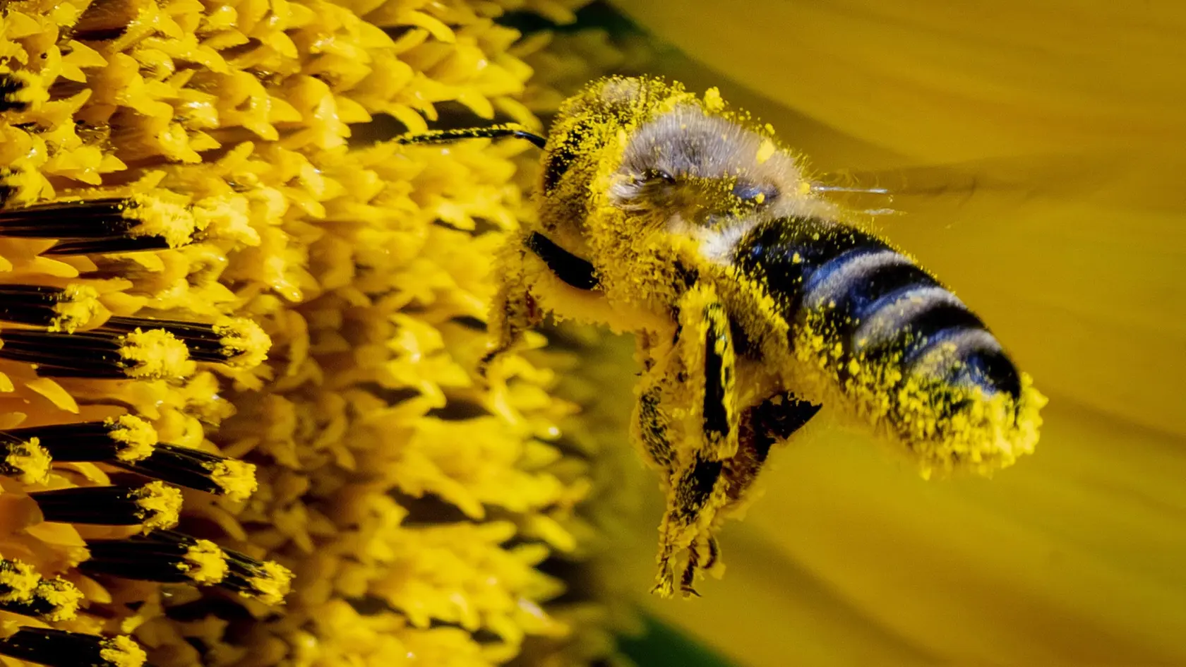 EBE 9 Frankfurt nad Mohanom - Na snímke včela zbiera peľ na kvete slnečnice na poli na okraji nemeckého Frankfurtu nad Mohanom 2. augusta 2024. FOTO TASR/AP
A bee collects pollen from a sunflower on a field on the outskirts of Frankfurt, Germany, Friday, Aug. 2, 2024. (AP Photo/Michael Probst)