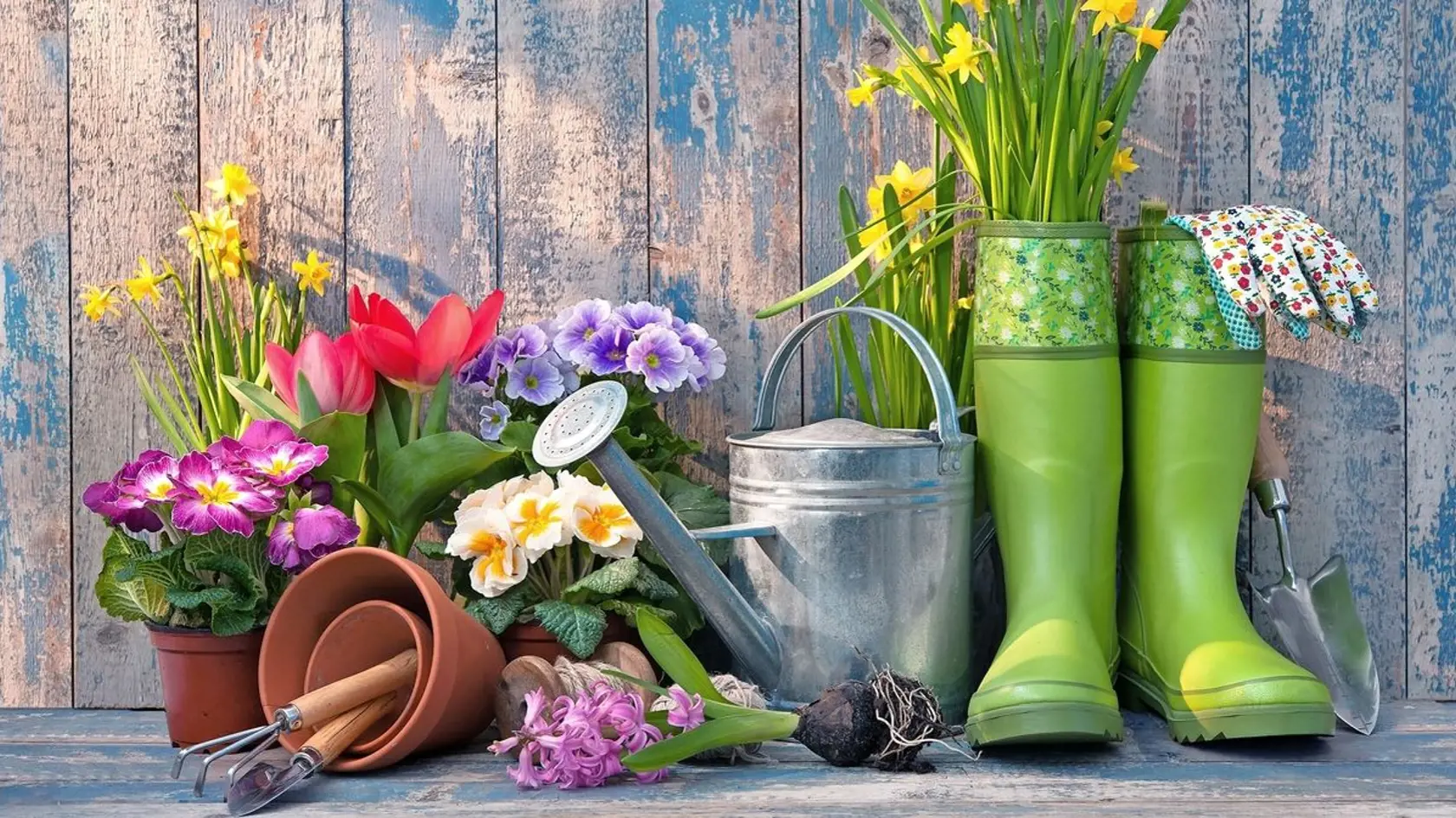 Odstraňujte odkvitnuté kvety tulipánov a narcisov.