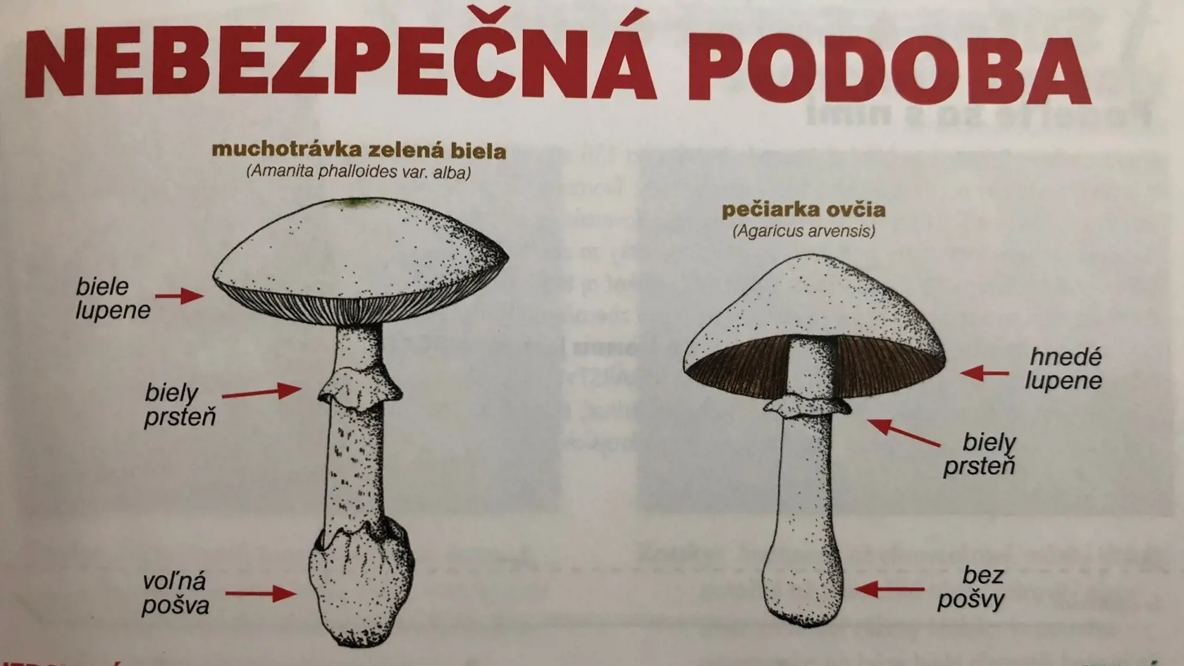 Nebezpečná podoba