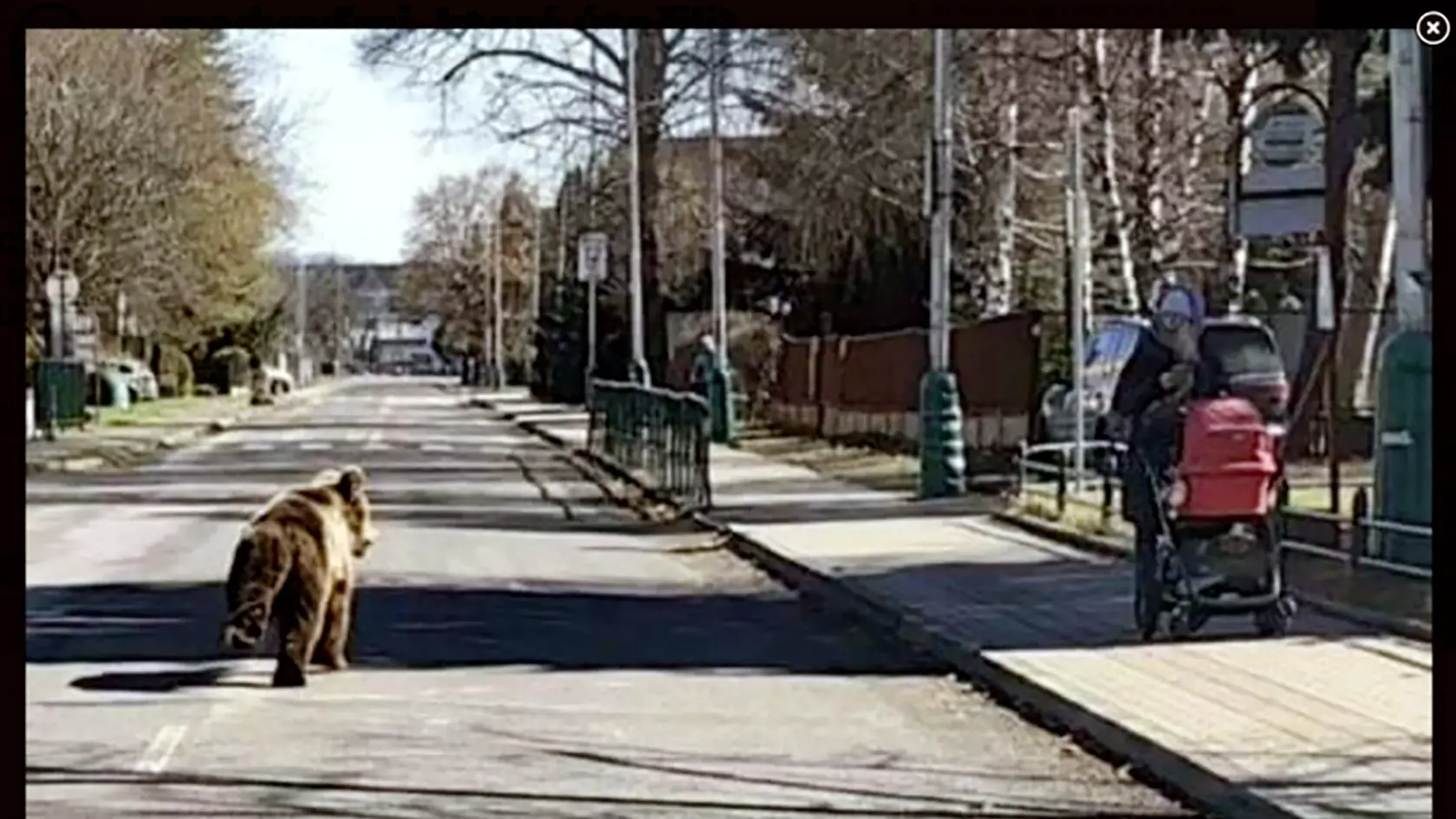 Naháňačka po meste. Kúsok od šelmy kráčali deti aj mamičky s kočíkmi.
