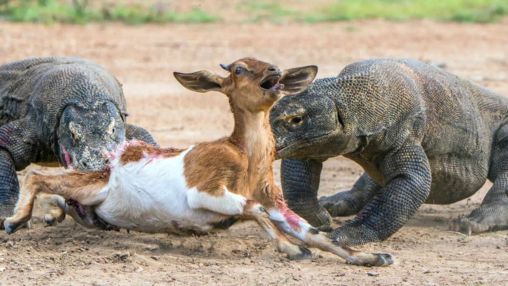 The dragon attacks. The Komodo dragons attacks the prey. The Komodo dragon, Varanus komodoensis, is the biggest living lizard in the world.On Rinca Island. Indonesia.