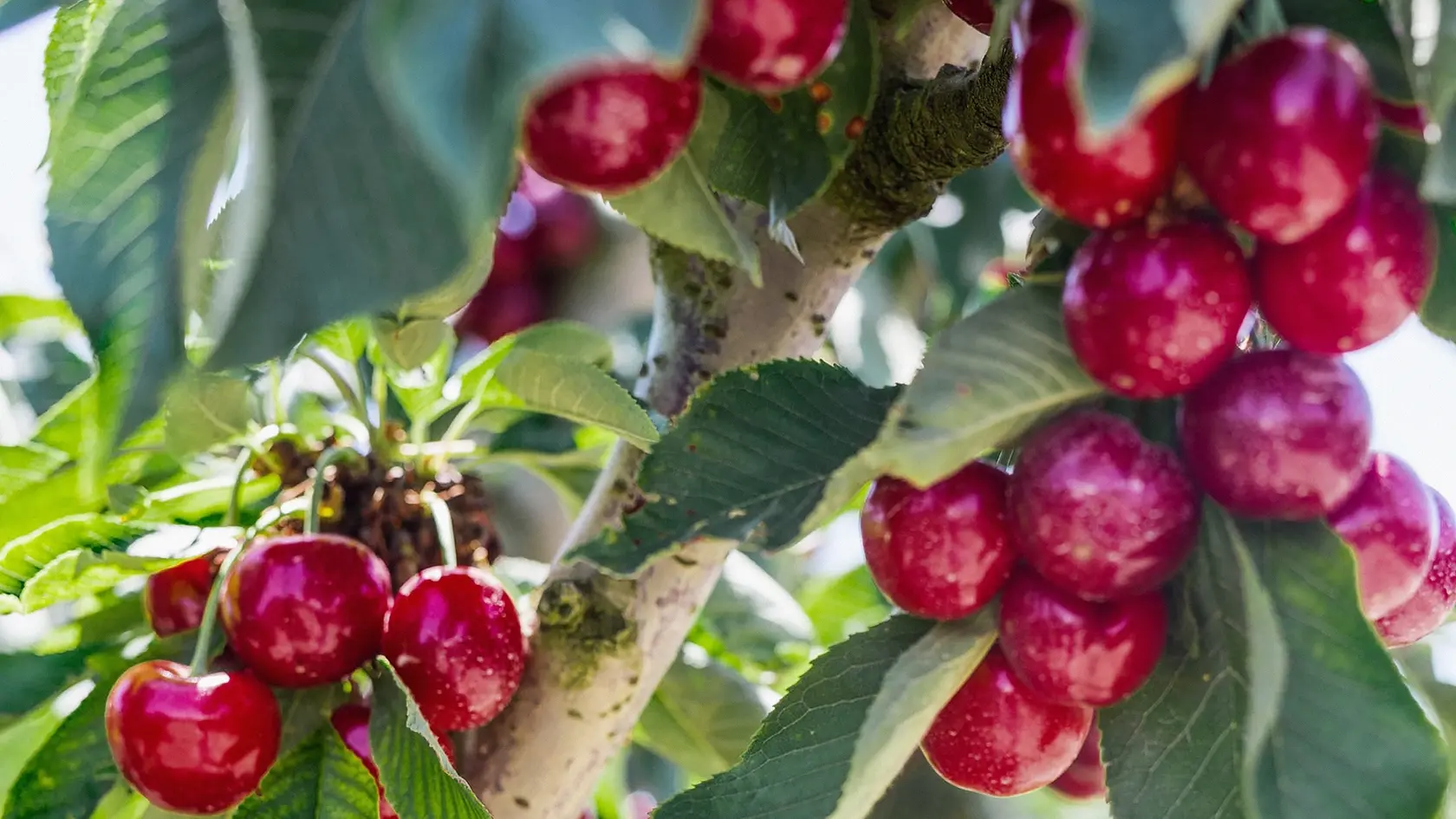 still life of cherries in wicker basket