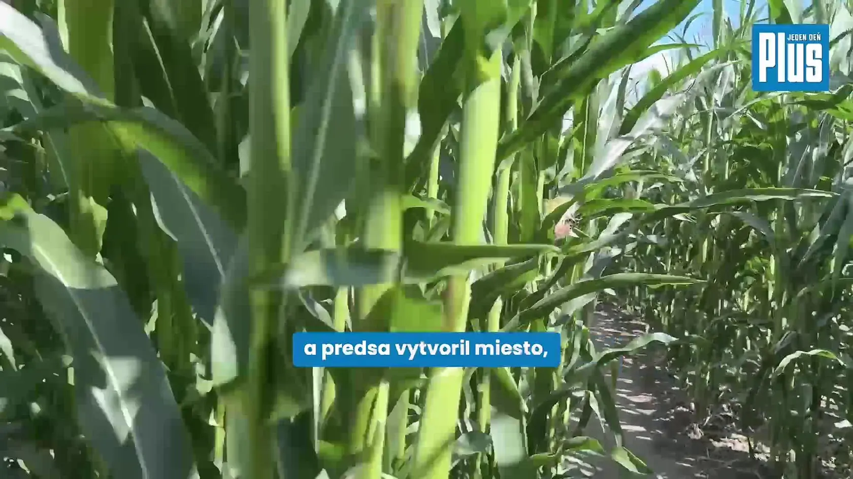 Nebojíte sa? Na TOMTO mieste môžete ľahko zmiznúť! Ide o jedinečné kukuričné bludisko