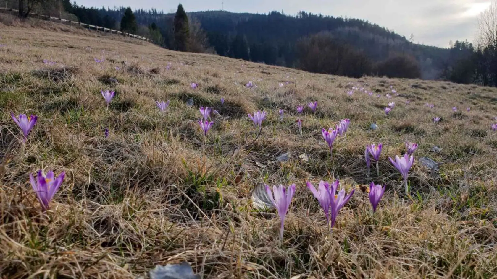 Rudolfa Schustera momentálne očarili kvitnúce krókusy.