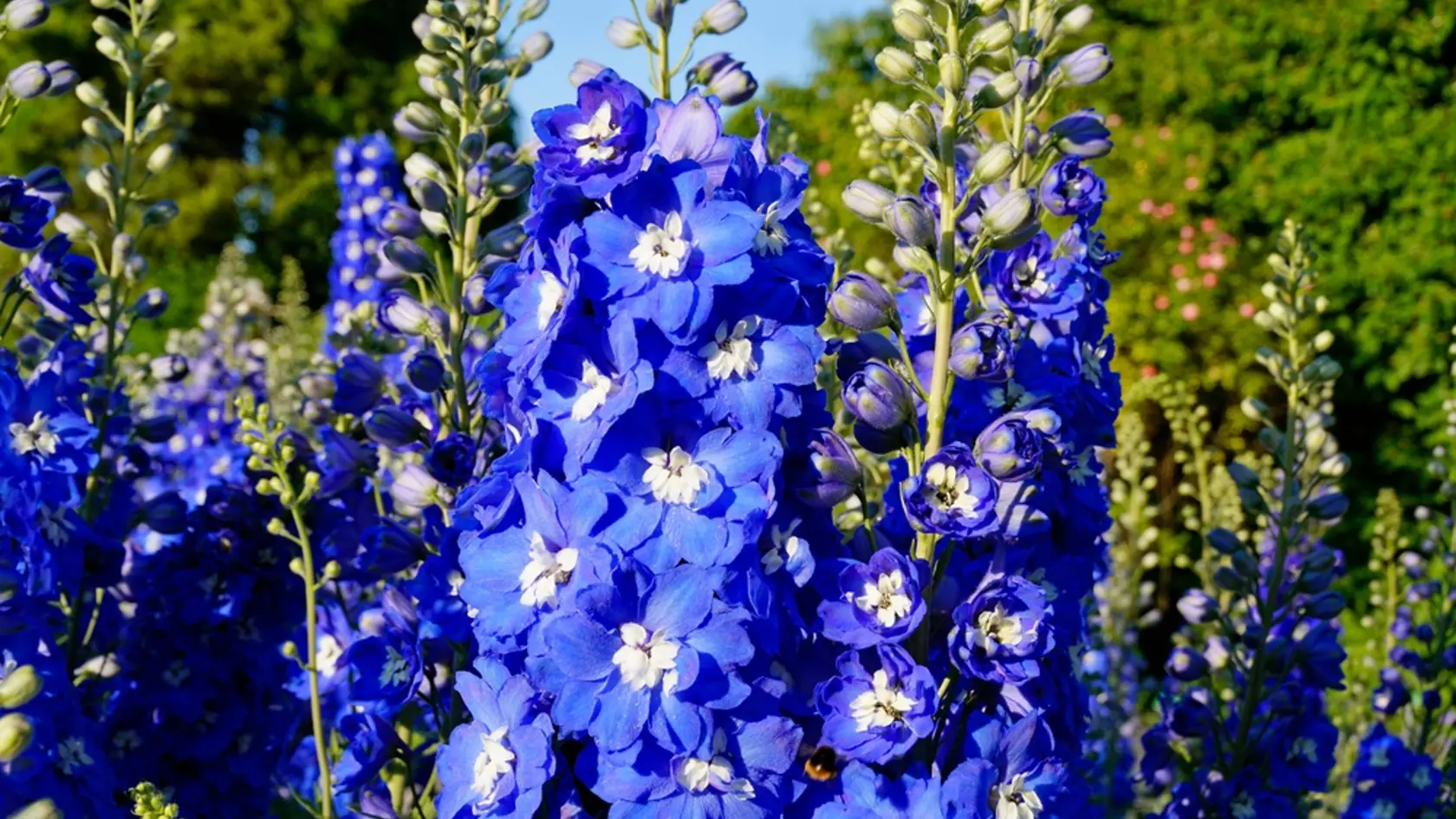 Atraktívna trvalka delphinium je skutočnou pastvou pre oči.