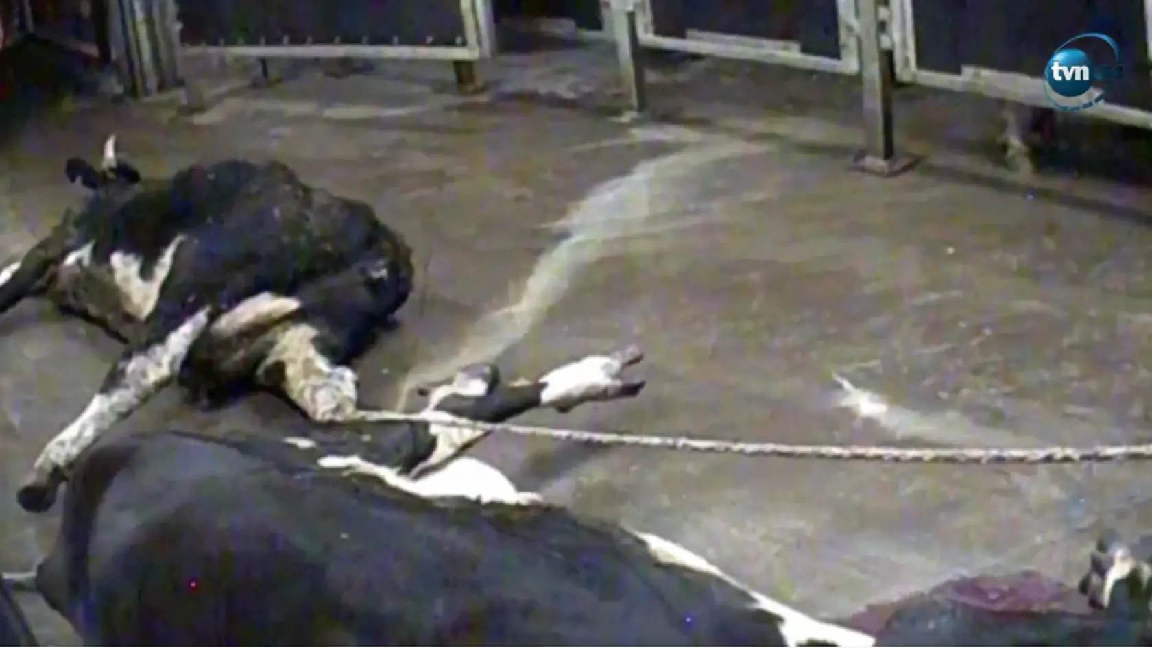 Vážne choré kravy mali na bitúnku porážať v noci, keď tam nebol veterinár.