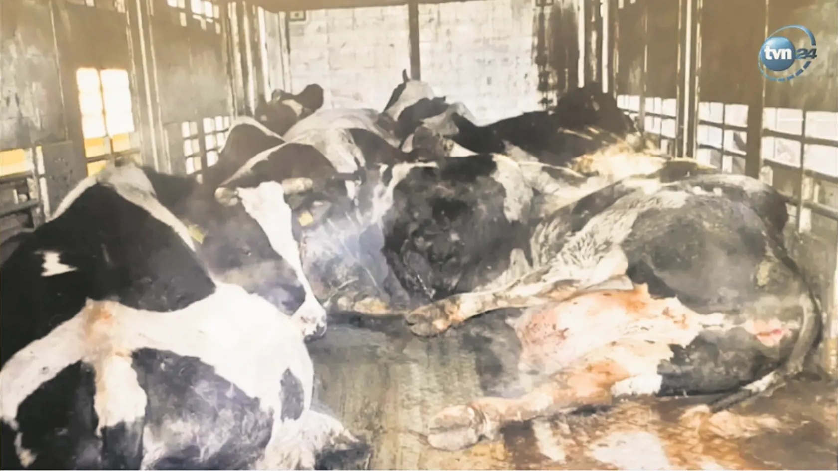 Väčšina  nedokázala stáť na nohách, mnohé mali zranené nohy či chrbtice, výnimkou neboli ani zvieratá s nádormi a vážnymi infekciami. 