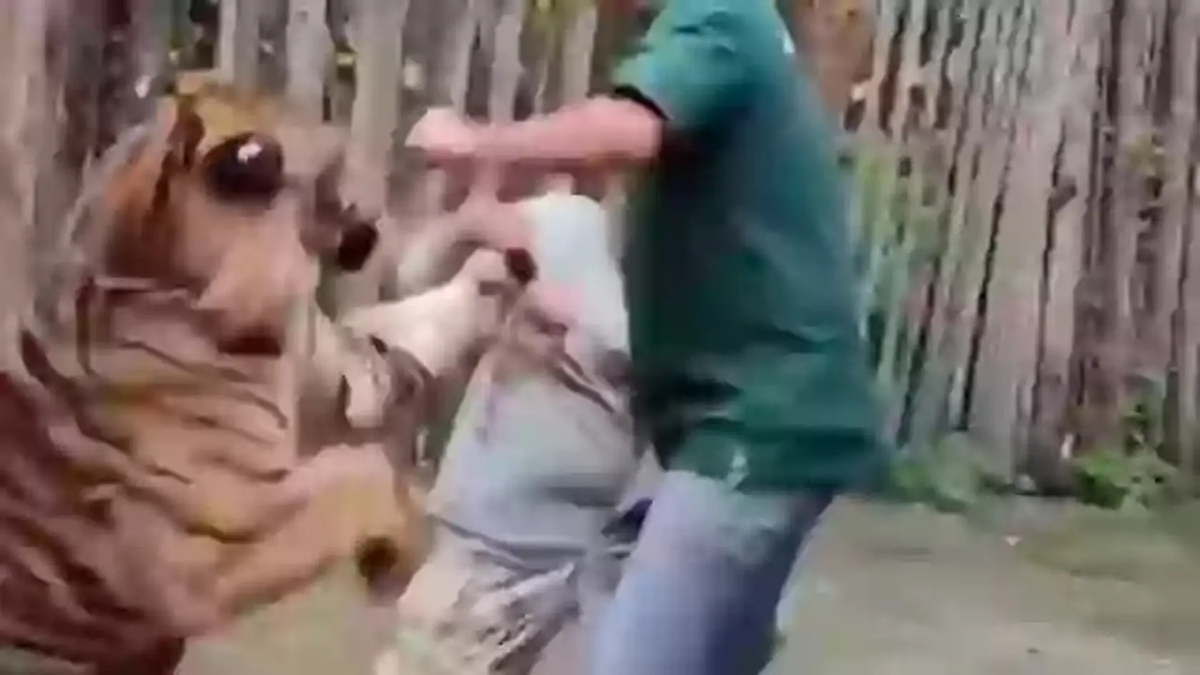 K útoku tigra došlo v Indii.