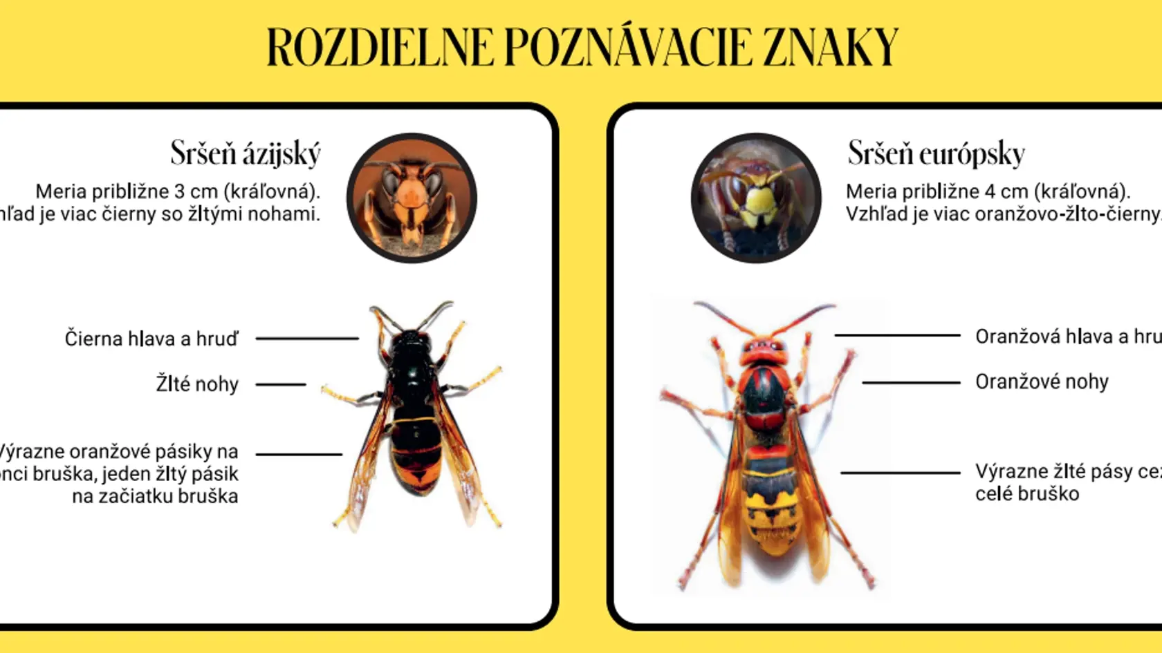 Ako rozoznáte ázijského sršňa od toho európskeho?