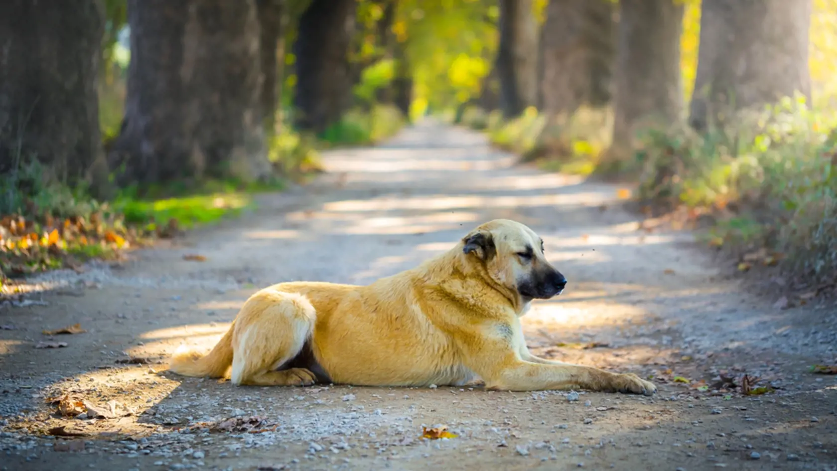 Sivas,Kangal,,The,World,Famous,Shepherd,Dog,Of,The,Turks.