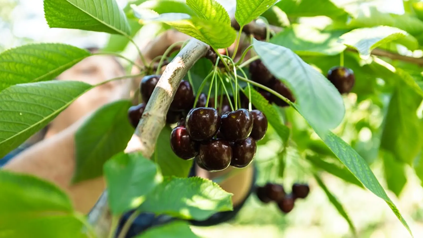 Čerešne si nenechajte ujsť, sú plné vitamínov