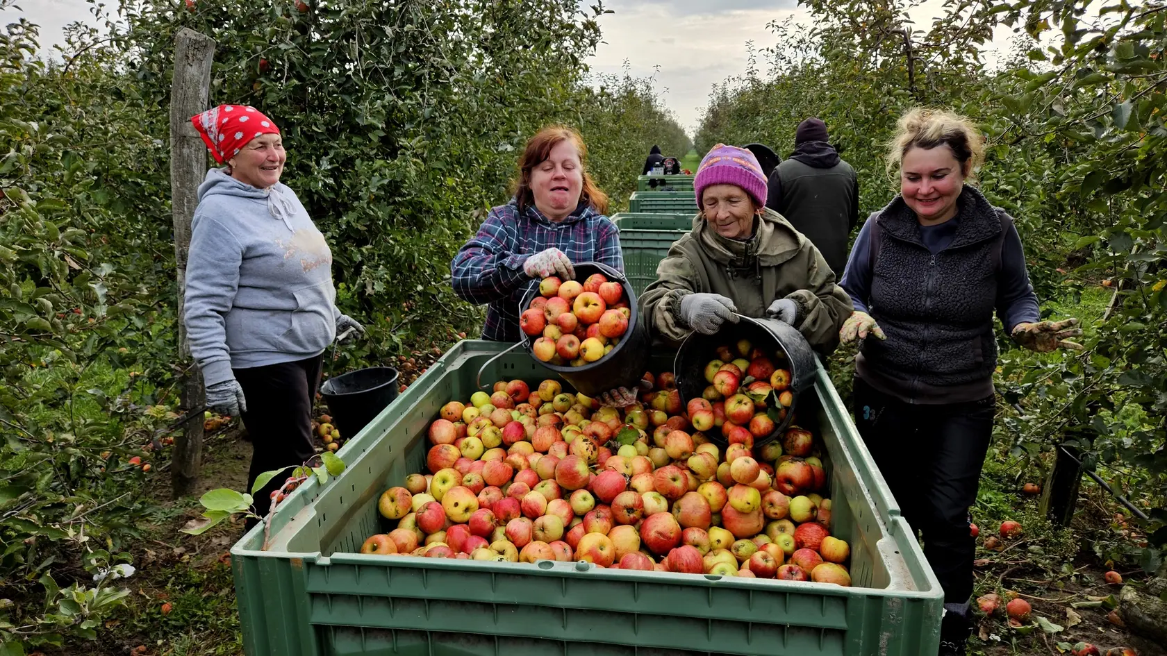 Na snímke je síce zachytená oberačka slovenských jabĺk, väčšinu tohto ovocia však dovážame z Poľska.
