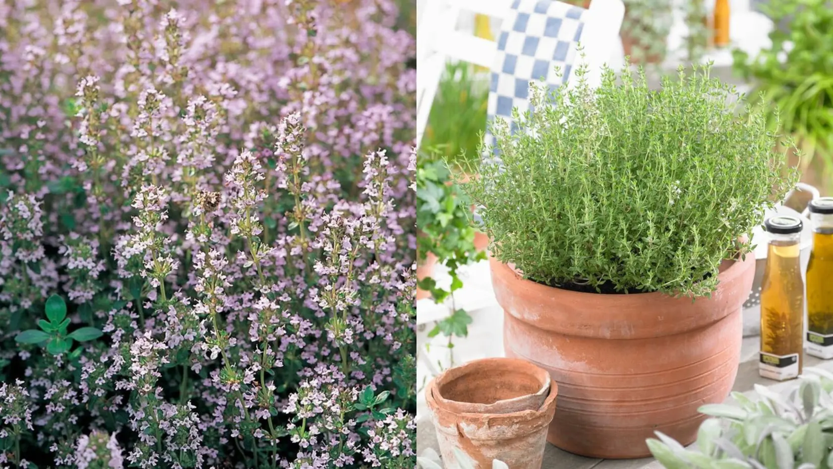 Tymián je aromatickou rastlinou.