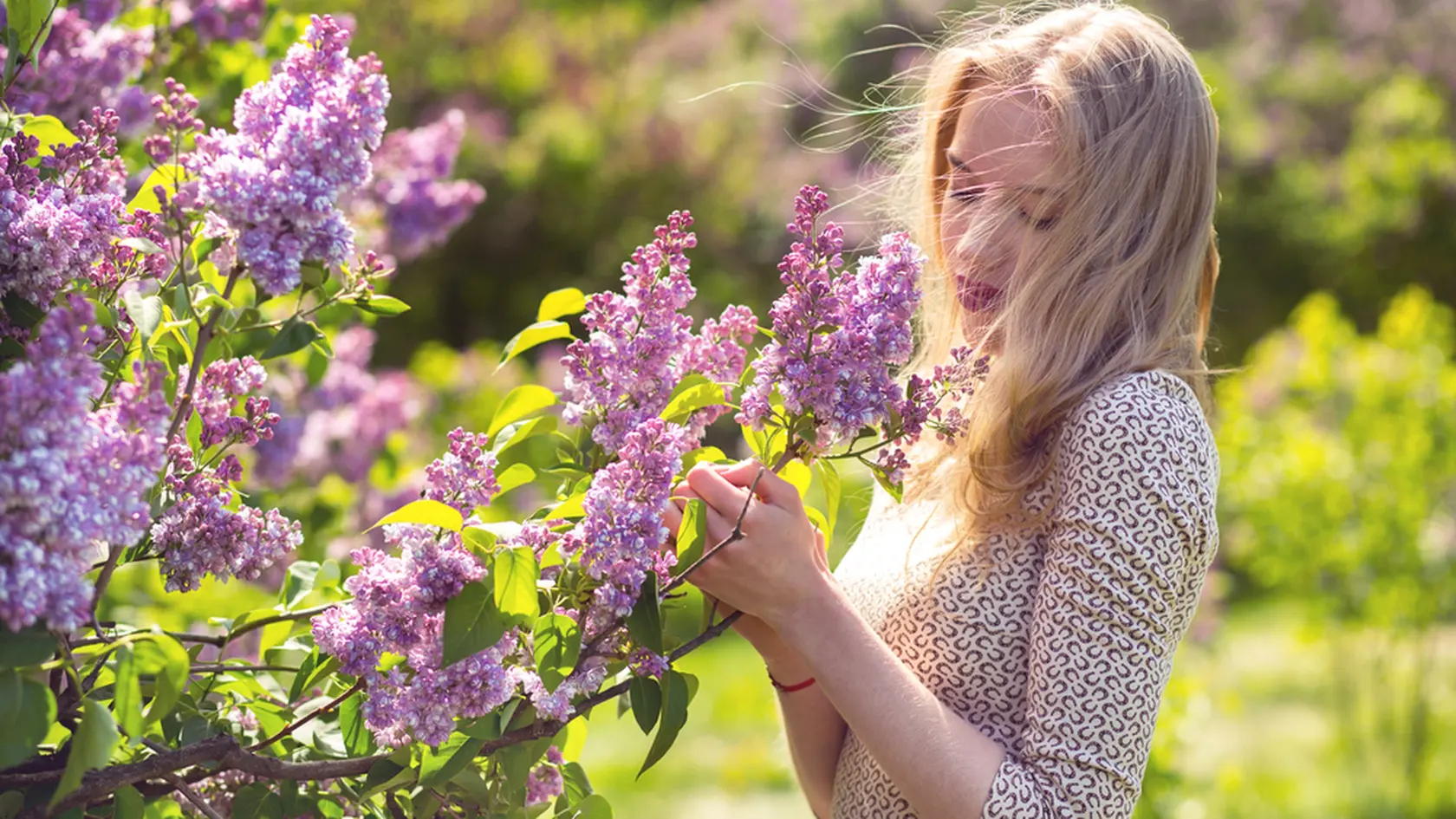 unreal stunning beautiful young blond woman walking in a green flowered in spring in a lavender garden with a bouquet of lilac in the hands. Closeup fashion romantic portrait.