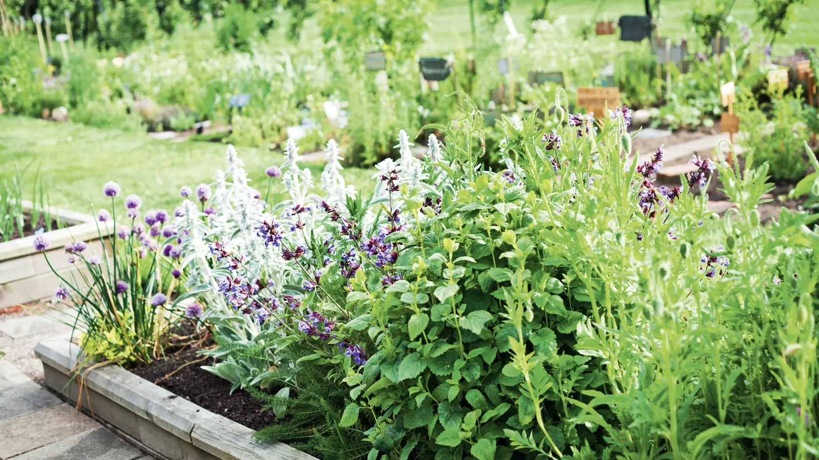 Beautiful blooming herbal garden with chives, lavender, rosemary, mint, catnip and many others. Herbal and Medicinal plants Garden.