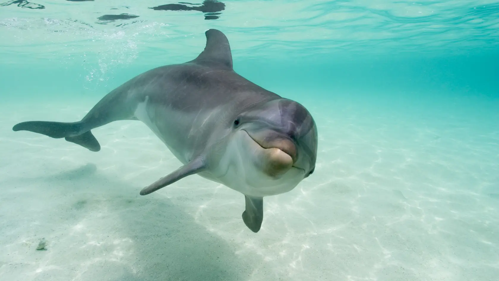Bottlenose Dolphin (Tursiops truncatus) in Caribbean Sea near Roatan Island. | Location: near Roatan Island, Honduras.