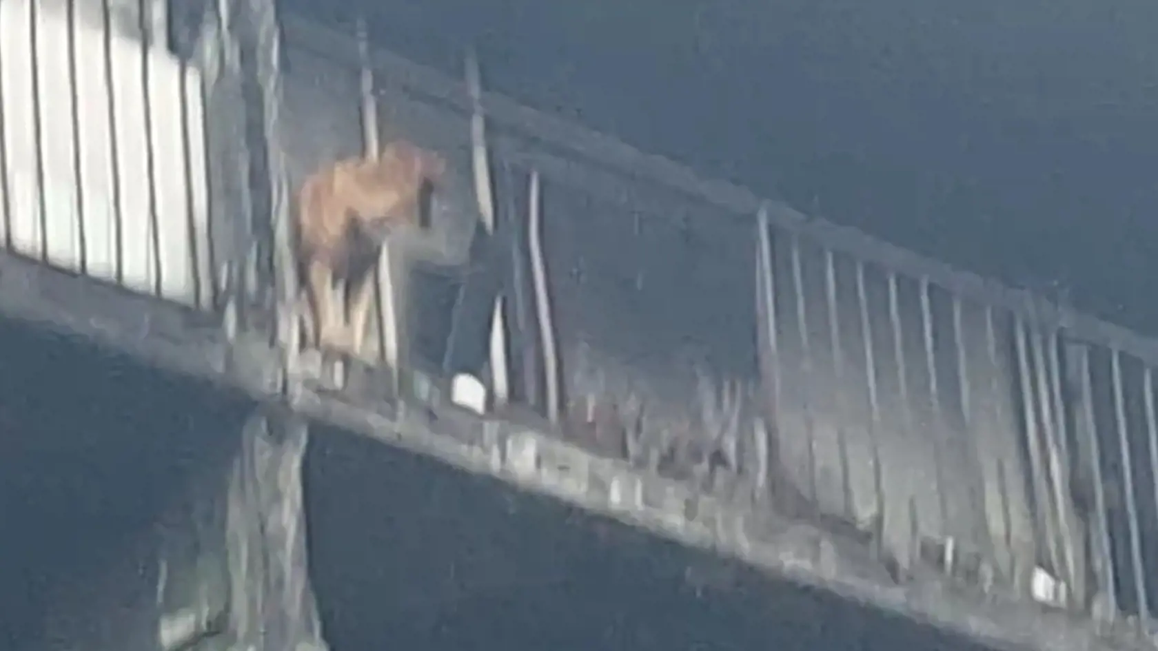 V takomto bordeli, špine, smrade a vo vlastných výkaloch na balkóne košického sídliska Luník IX žil úbohý Jessie štyri roky.