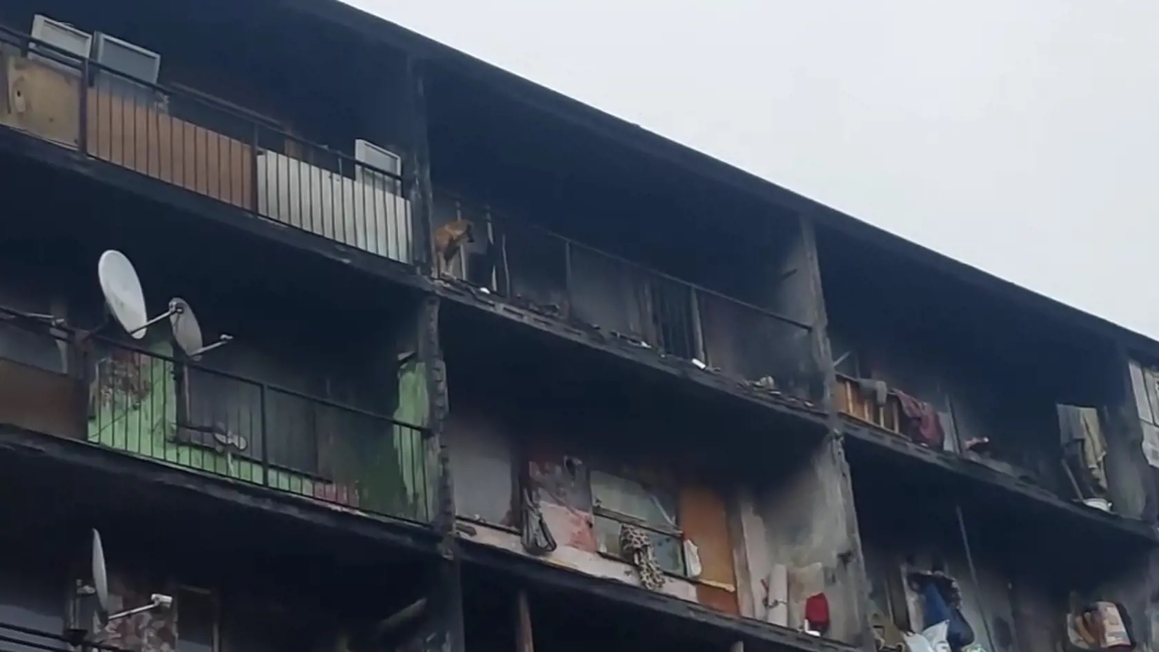 Nekonečné štyri roky prežil úbohý Jessie na balkóne na sídlisku Luník IX, na ktorom chýbalo z časti zábradlie. Žil tu bez možnosti vyjsť von na prechádzku, vo vlastných výkaloch. Nemal sa kde ukryť pred dažďom, slnkom, mrazom.