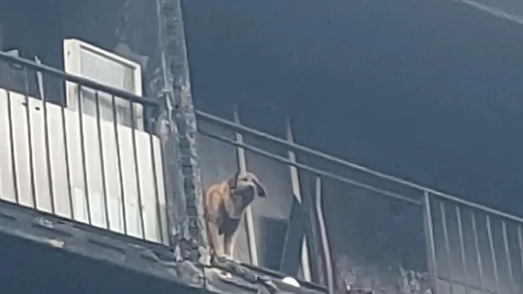 Nekonečné štyri roky prežil úbohý Jessie na balkóne na sídlisku Luník IX, na ktorom chýbalo z časti zábradlie. Žil tu bez možnosti vyjsť von na prechádzku, vo vlastných výkaloch. Nemal sa kde ukryť pred dažďom, slnkom, mrazom.