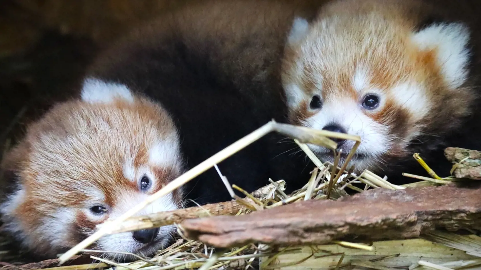 Jedno júlové ráno ošetrovateľky tejto ZOO postretlo čosi krásne. Samica pandy červenej, Bambu, porodila dve mláďatá - samičky. 