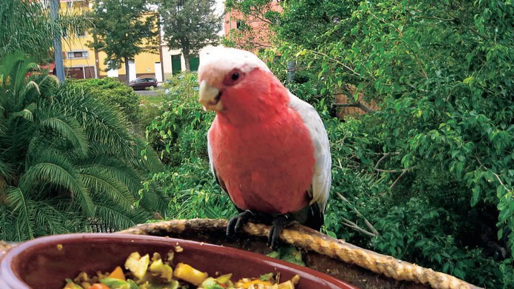 Zoologická záhrada má najväčší počet papagájov