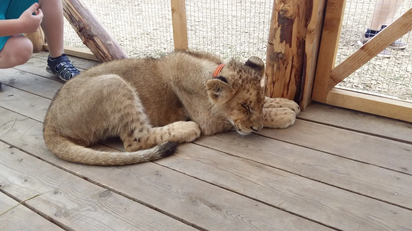 Liptovský Mikuláš - Zoo Kontakt 