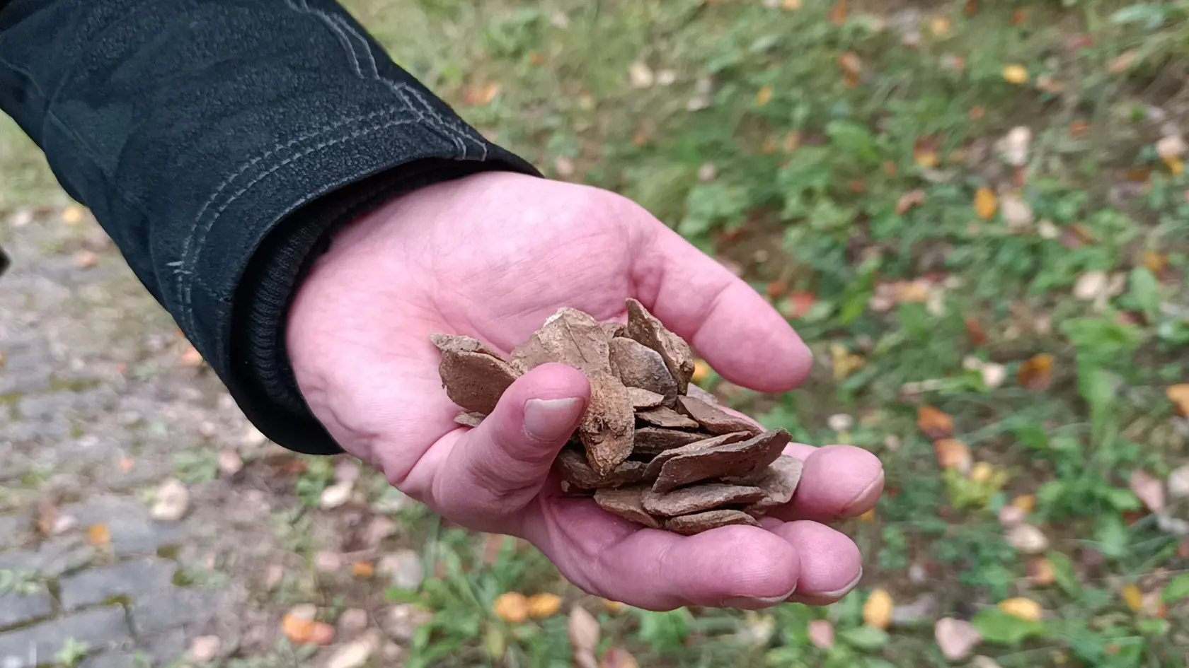 Drobné skameneliny pripomínajú peniaze.