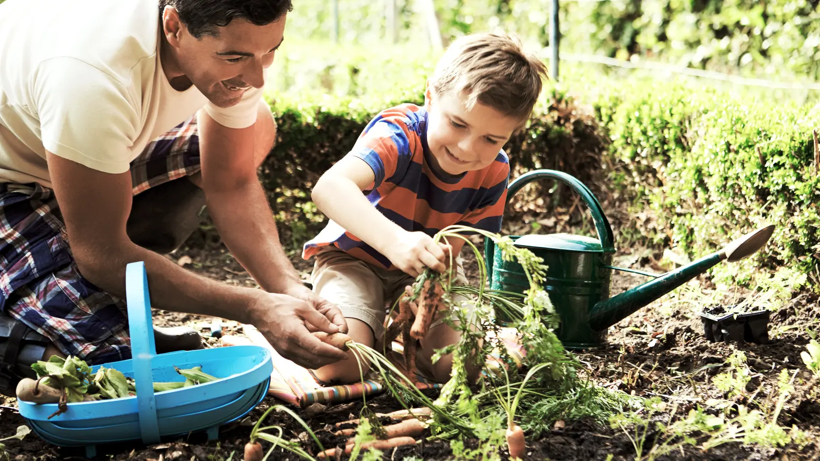 Father And Son Harvesting Carrots On Allotment