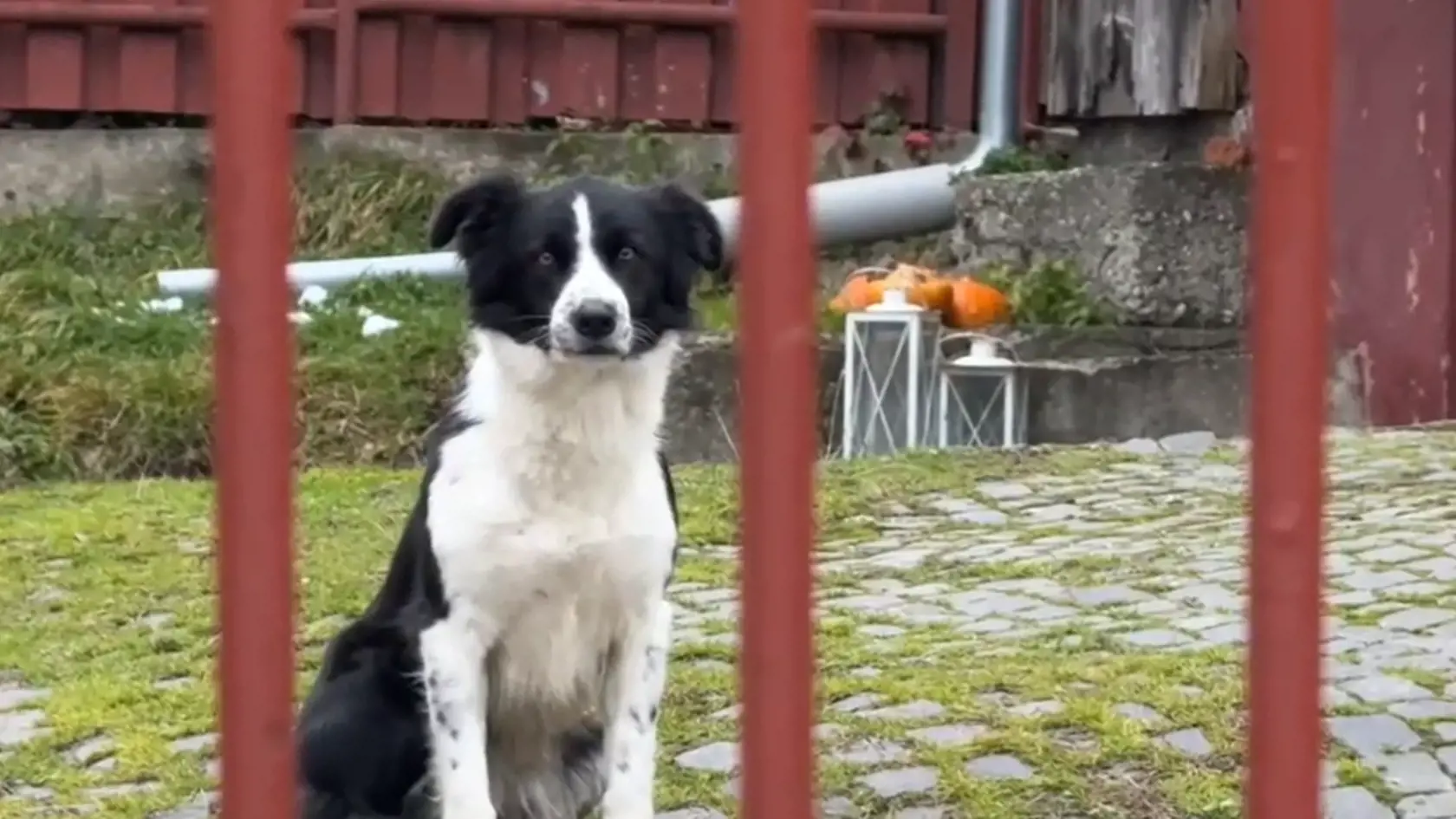 Vo dvore zostal jej pes a v dome uzamknutá mačka.
