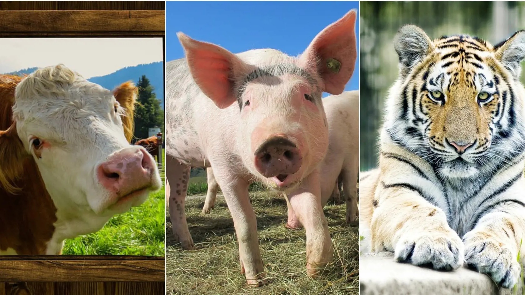 Vyberte si poradie zvierat podľa sympatií.