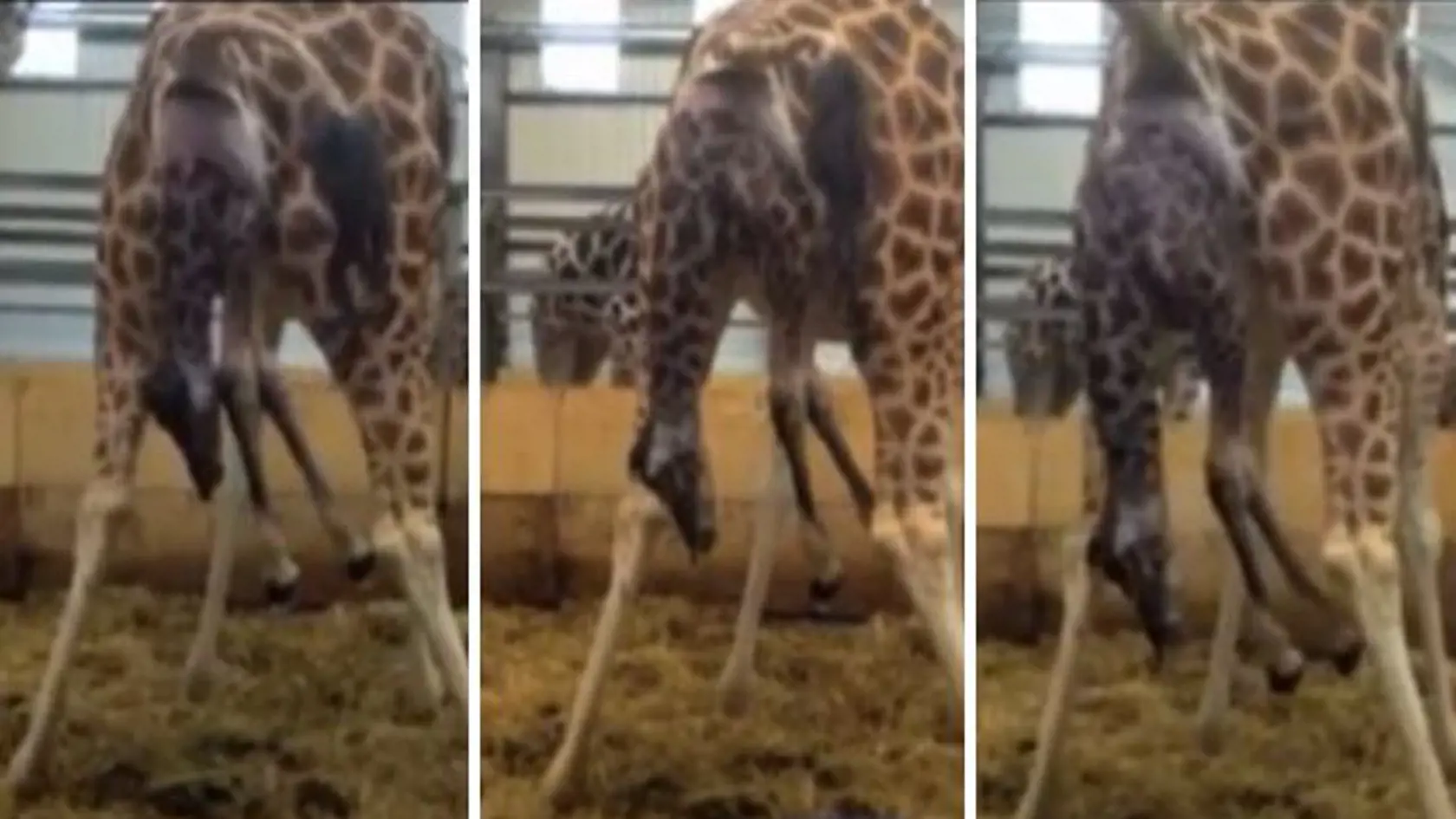 Pôrod žirafy v zoologickej záhrade Paignton v americkom Devone bol špecifický, keďže ide o ohrozený druh žiráf.