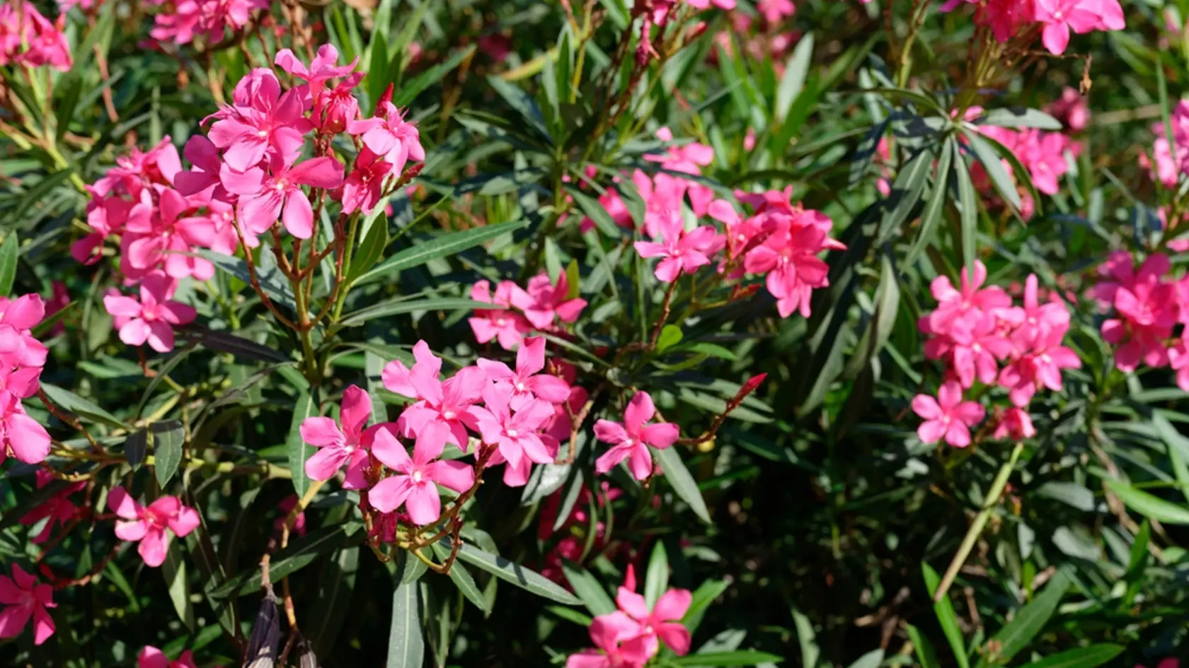 Oleander je krásna rastlina.