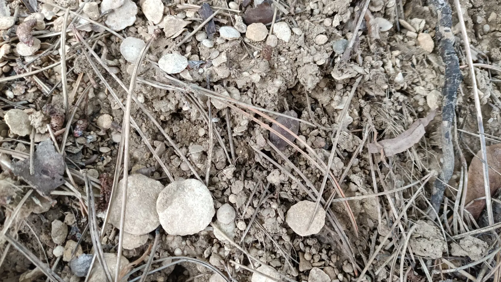 Skameneliny majú tvar mincí.