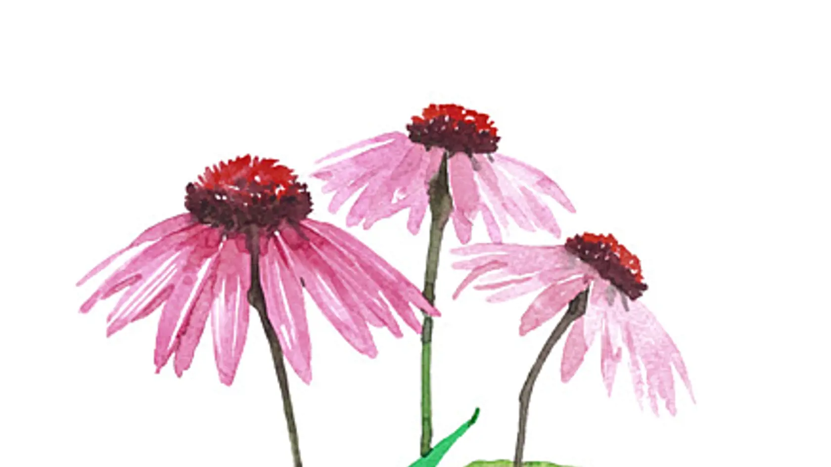 Echinacea