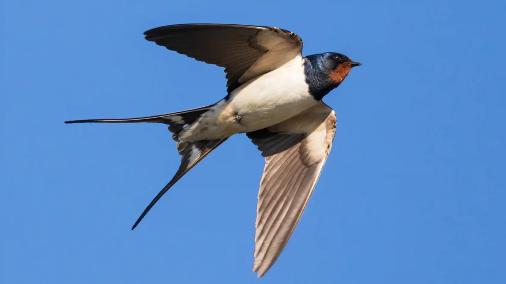 Portrait,Of,A,Flying,Barn,Swallow,(rustica,Hirundo),In,Front
