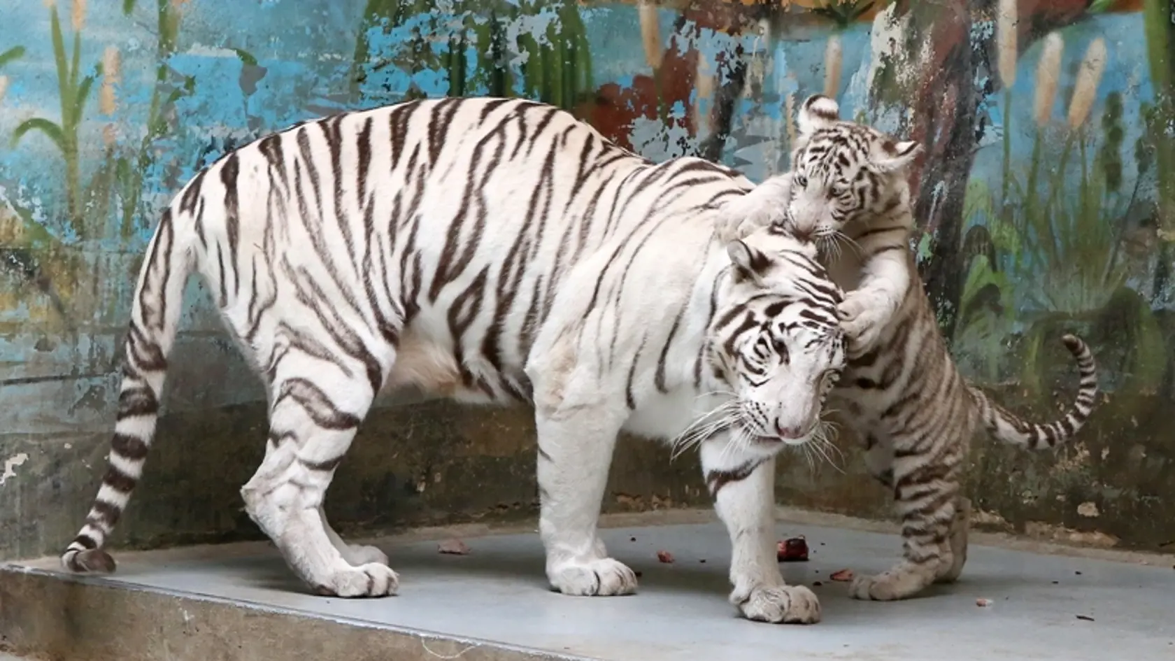 Ťahákom podujatia bude krst bieleho tigra, ktorý sa  uskutoční v zoologickej záhrade v sobotu o 15. hod.  Krstným otcom bude primátor Ivo Nesrovnal.