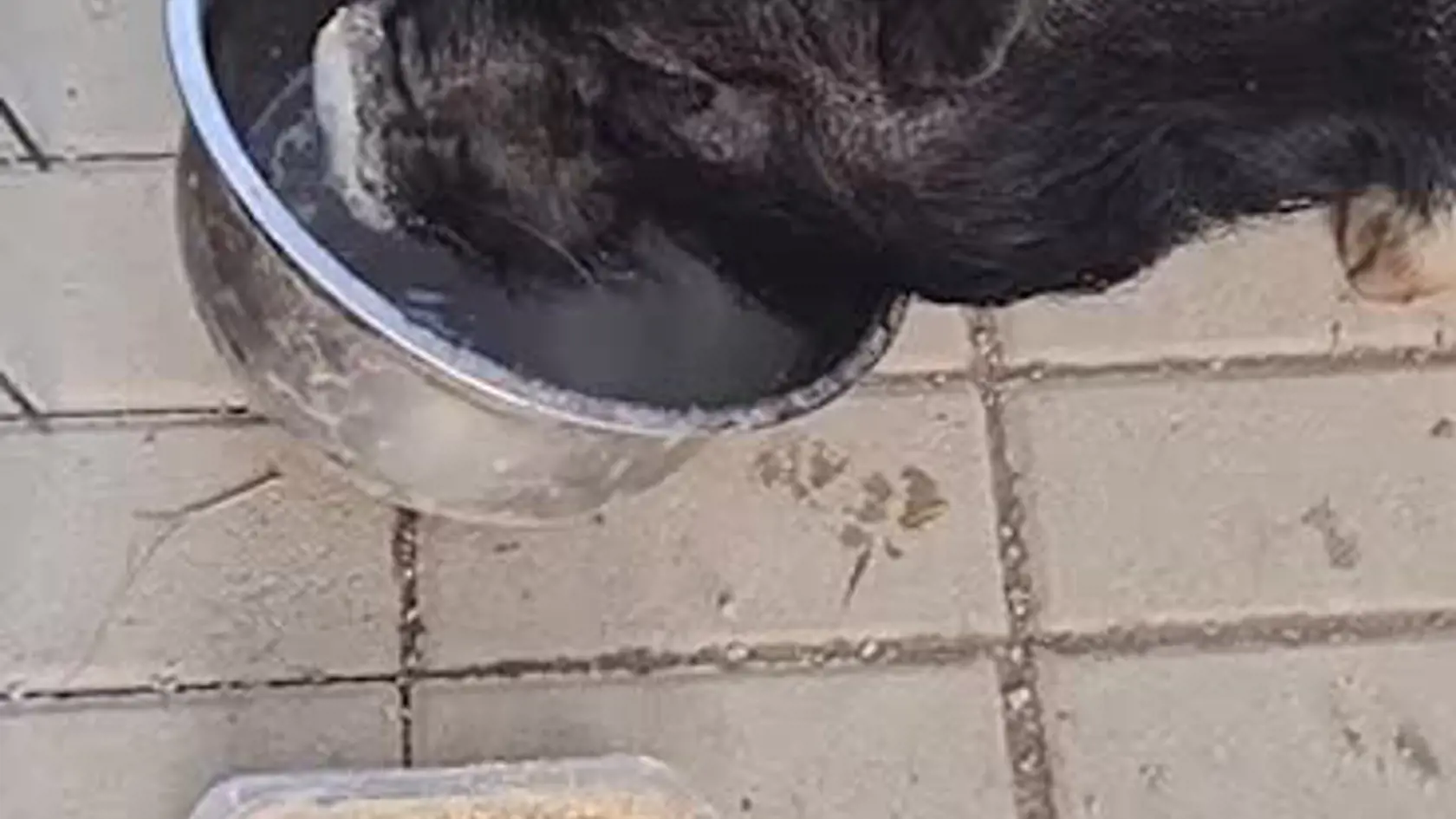 Ak by ste niekedy prechádzali cez Bernolákovo, mohlo by sa vám stať, že na ceste stretnete pobehujúce prasiatko. Pre domácich je už veľmi dobre známe, pretože neustále uteká svojej majiteľke.