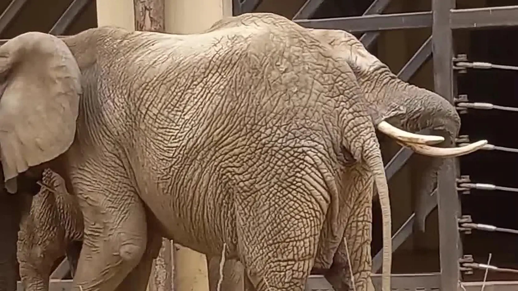 Slonice Maja a Gula patria k najobľúbenejším zvieratám v ZOO Bojnice