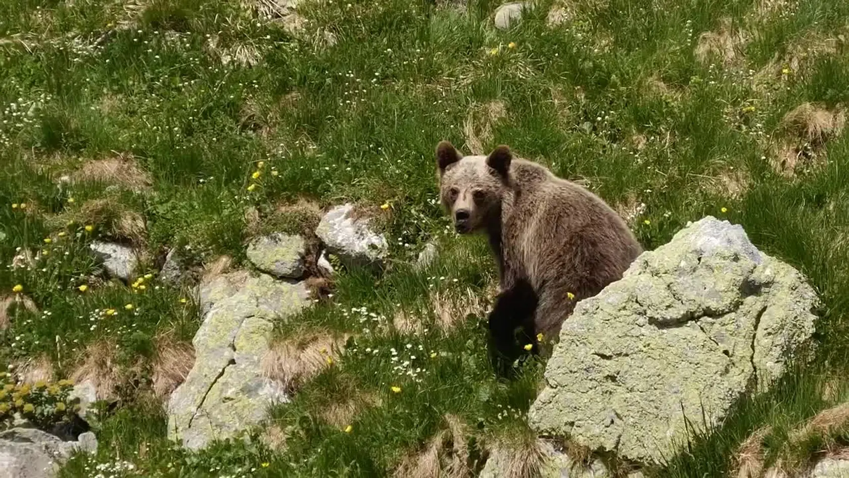 Medveďa natáčal muž až 20 minút!