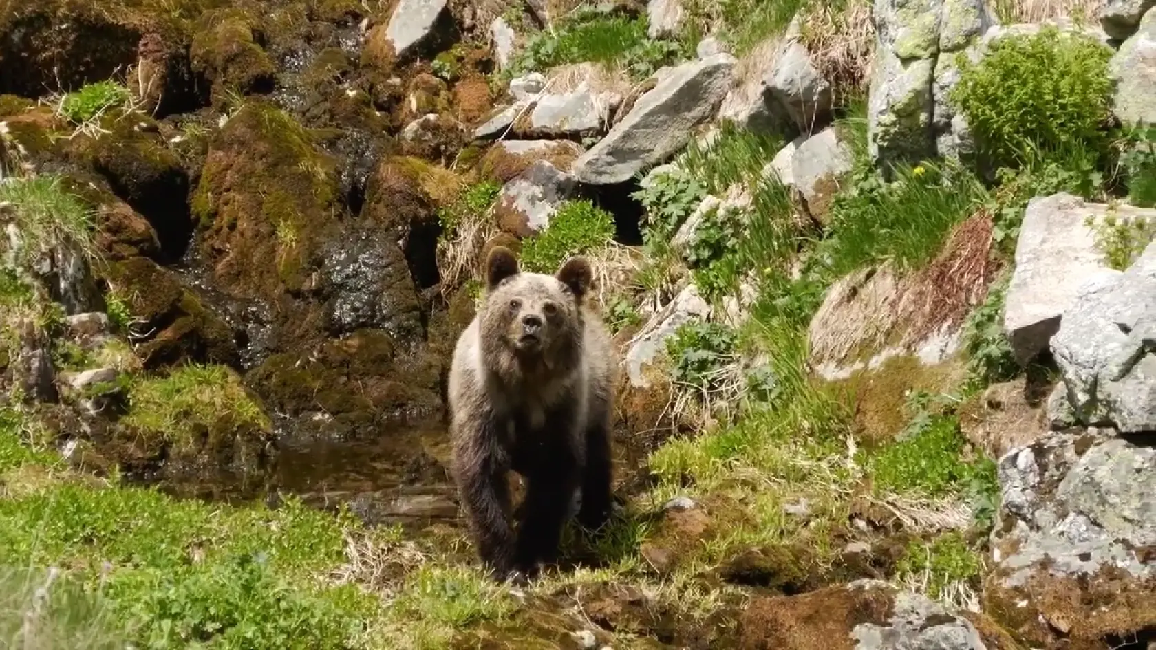 Medveď bol zachytený kamerou v Kamenistej doline. K mužovi, ktorý natáčal video sa medveď začal približovať a napokon došlo aj k útoku.
